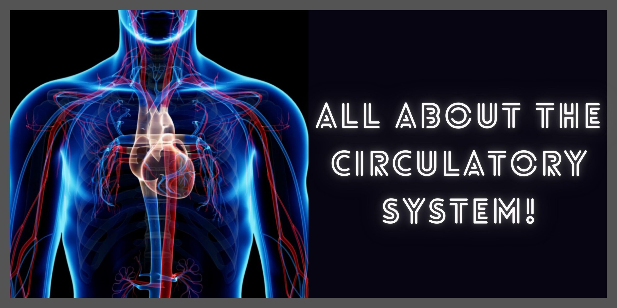 All you need to know about the Circulatory System