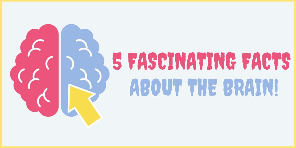 What are the 5 fascinating facts you should know about the brain?+facts of the human brain