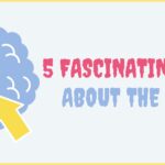 What are the 5 fascinating facts you should know about the brain?+facts of the human brain