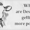 Reasons why desi cows are getting more popular?