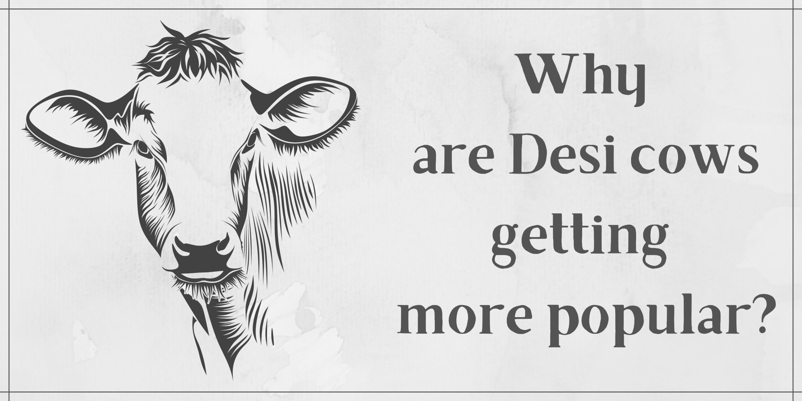 Reasons why desi cows are getting more popular?