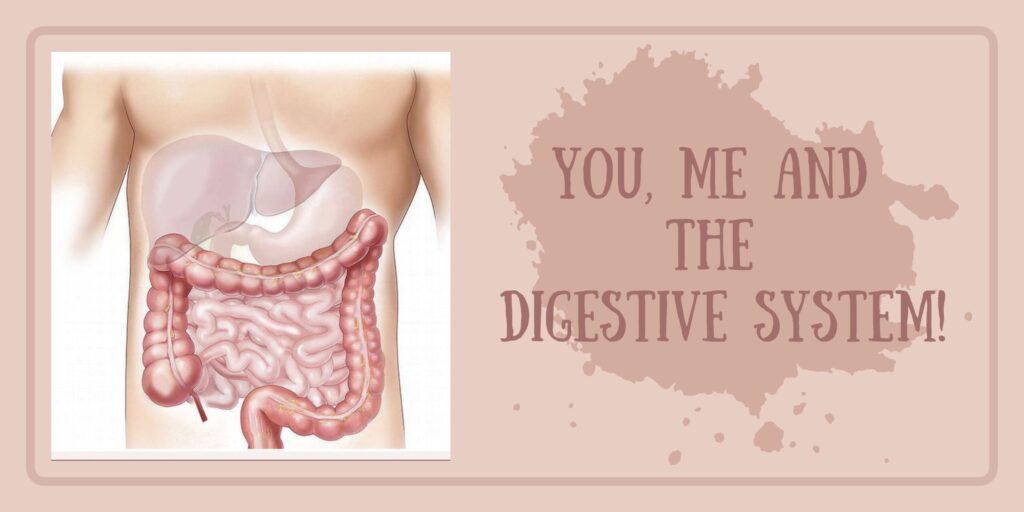 You, Me and Digestive System: The Truth+The human digestive system