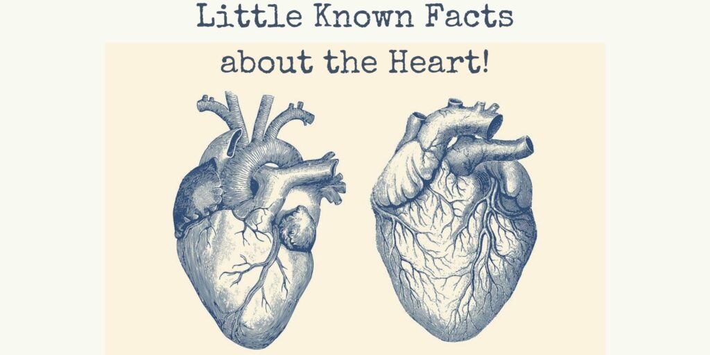 Little Known Facts About the Heart - And Why They Matter+ Heart function