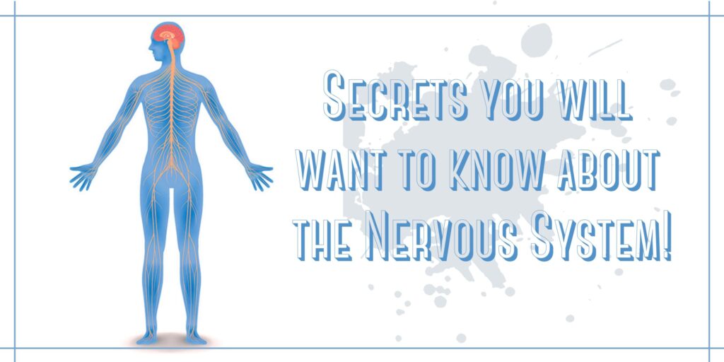 Secrets you will want to know about the Nervous System+human nervous system functions