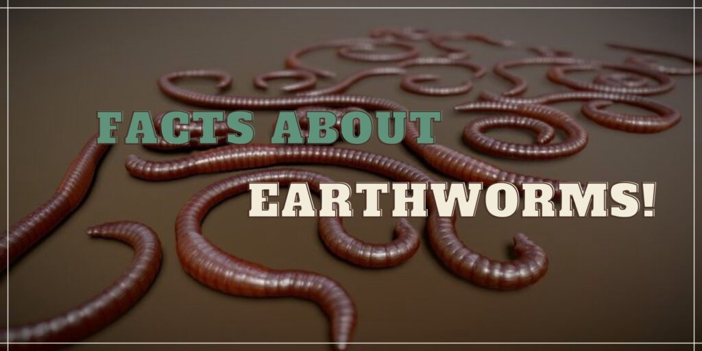 Important facts that you should know about Earthworms!+importance of earthworm