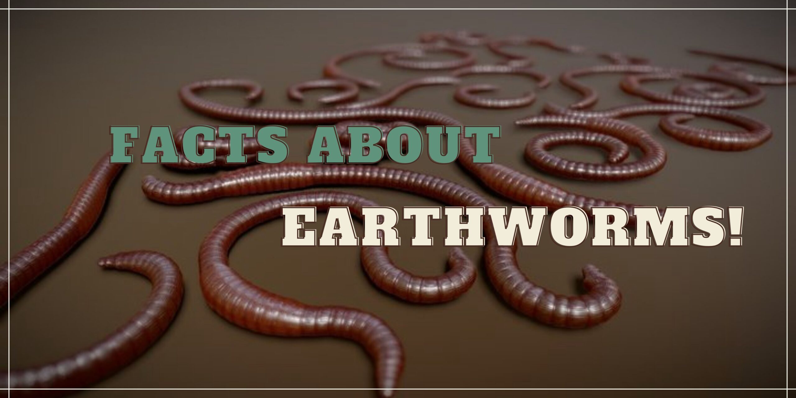 Important facts that you should know about Earthworms!