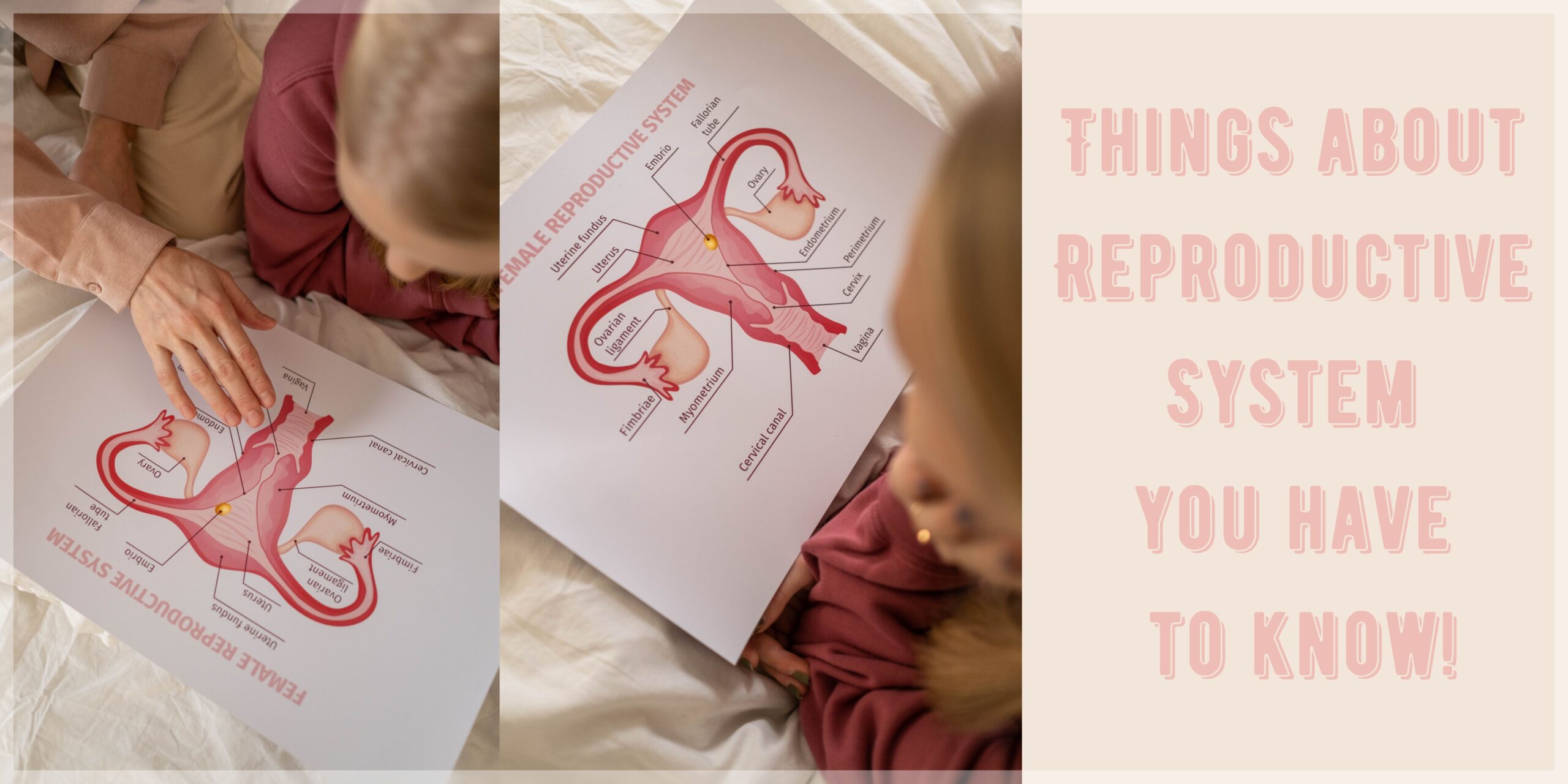 Things about Reproductive System you have to know!