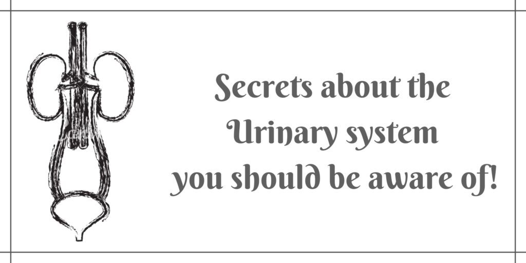Secrets about the Urinary system you should be aware of+urinarysystem
