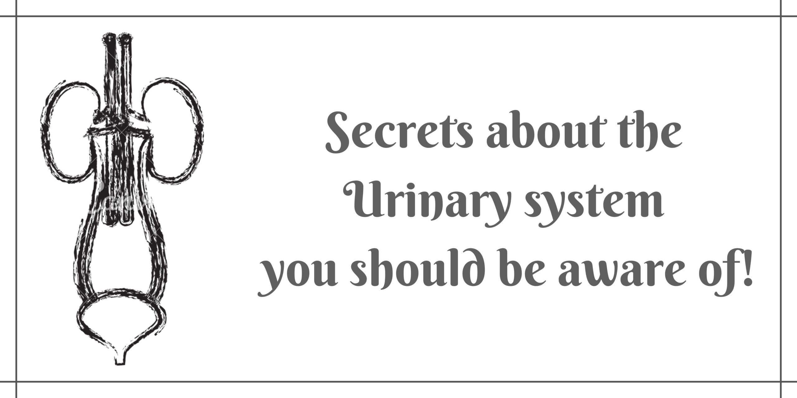 Secrets about the Urinary system you should be aware of!