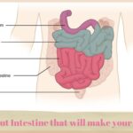 Things about Intestine that will make your life better+the functions of the intestine