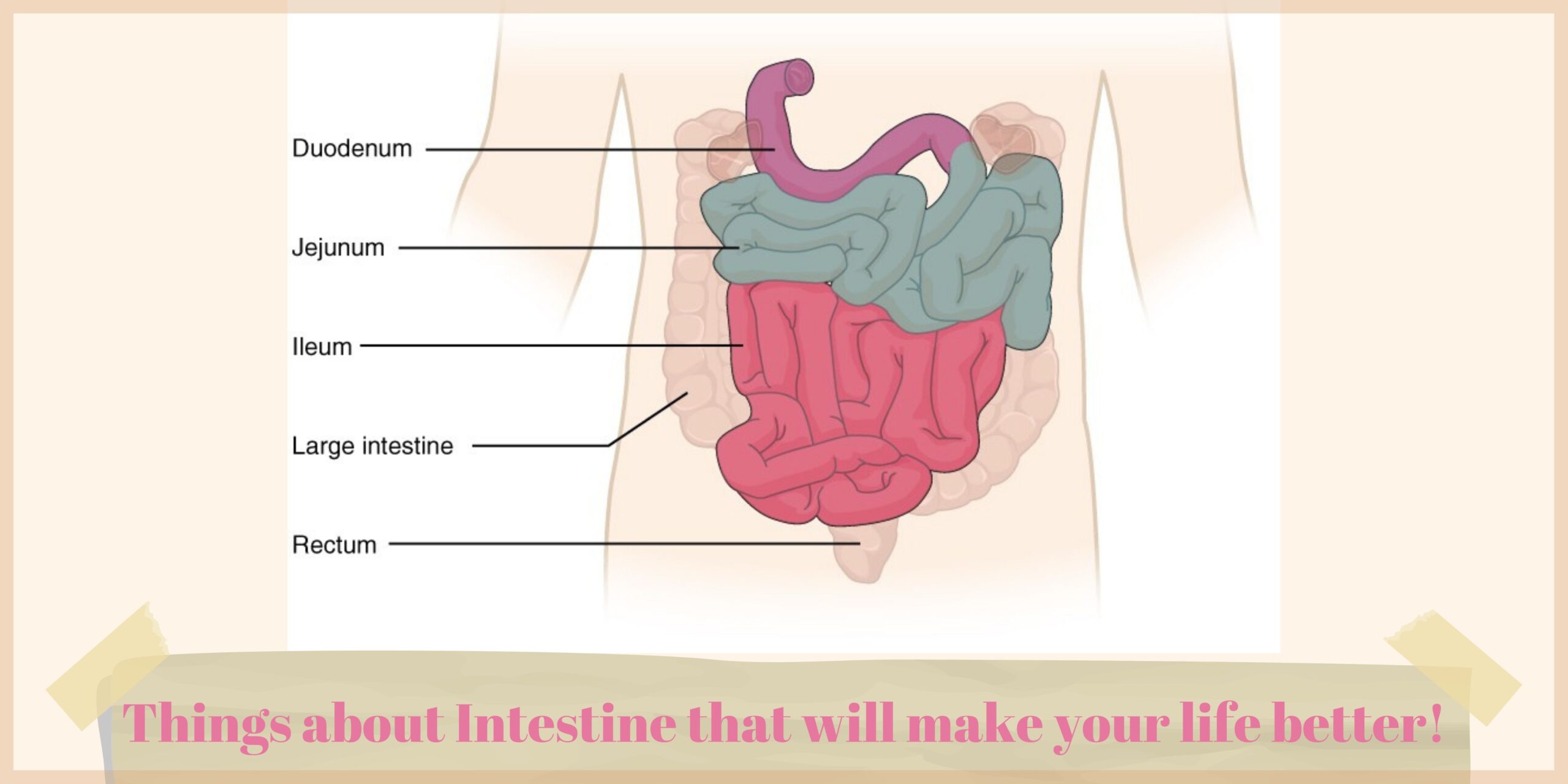 Things about Intestine that will make your life better