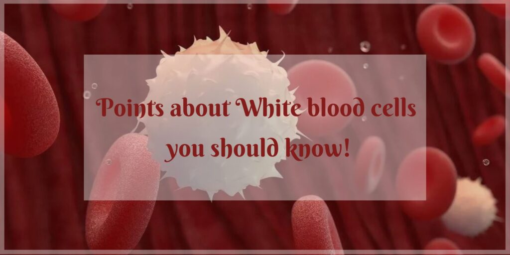 Points about White blood cells you should know+functions of white blood cells