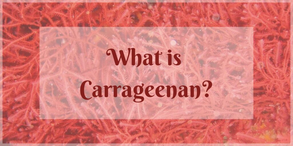 What is Carrageenan+the effects of carrageenan