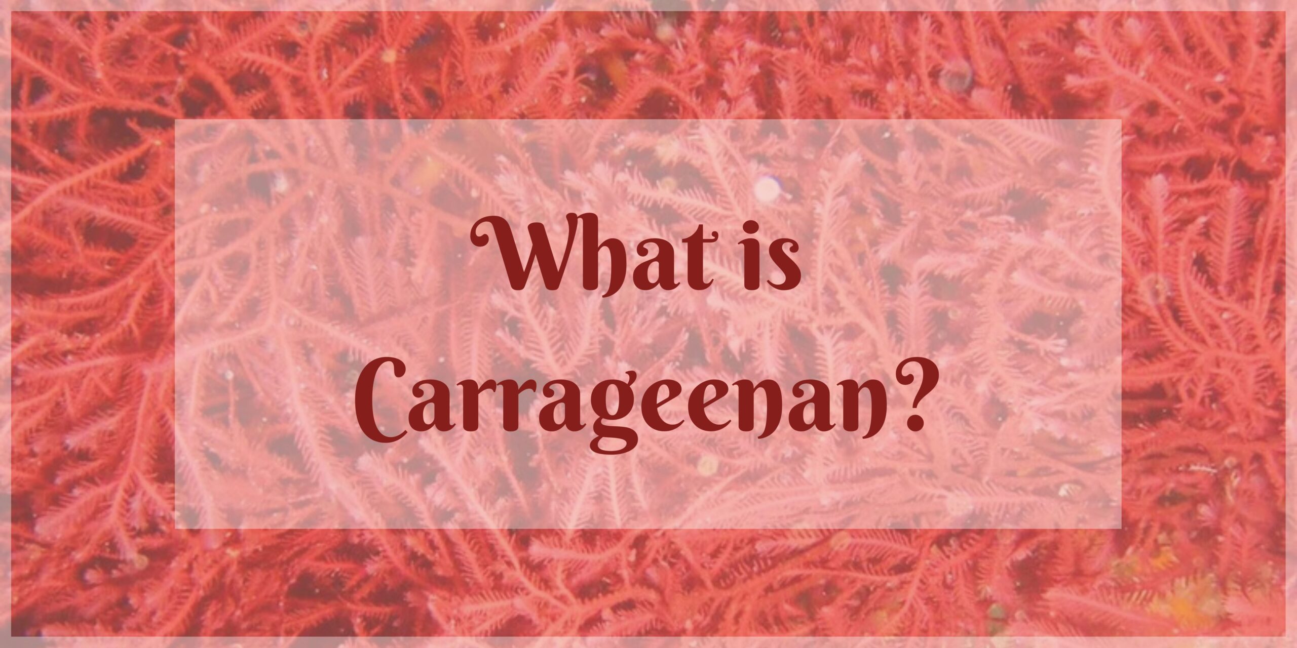 What is carrageenan?