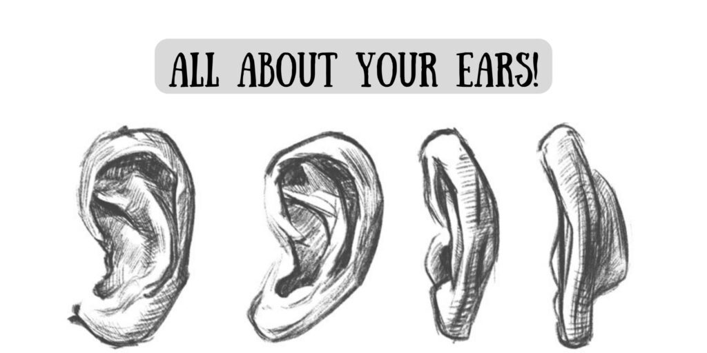 All about your ears!+the functions of the human ears