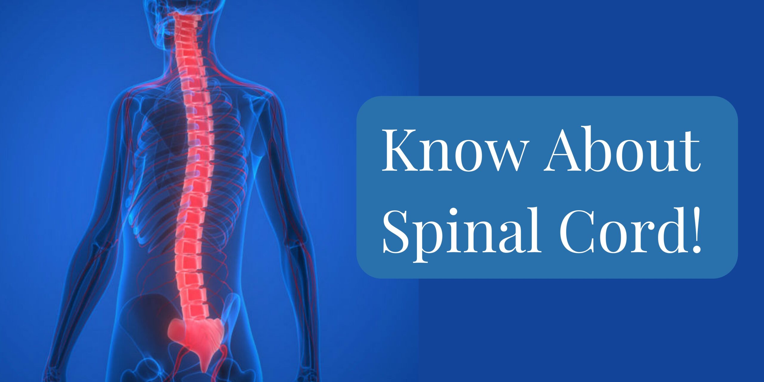 Know about Spinal cord!