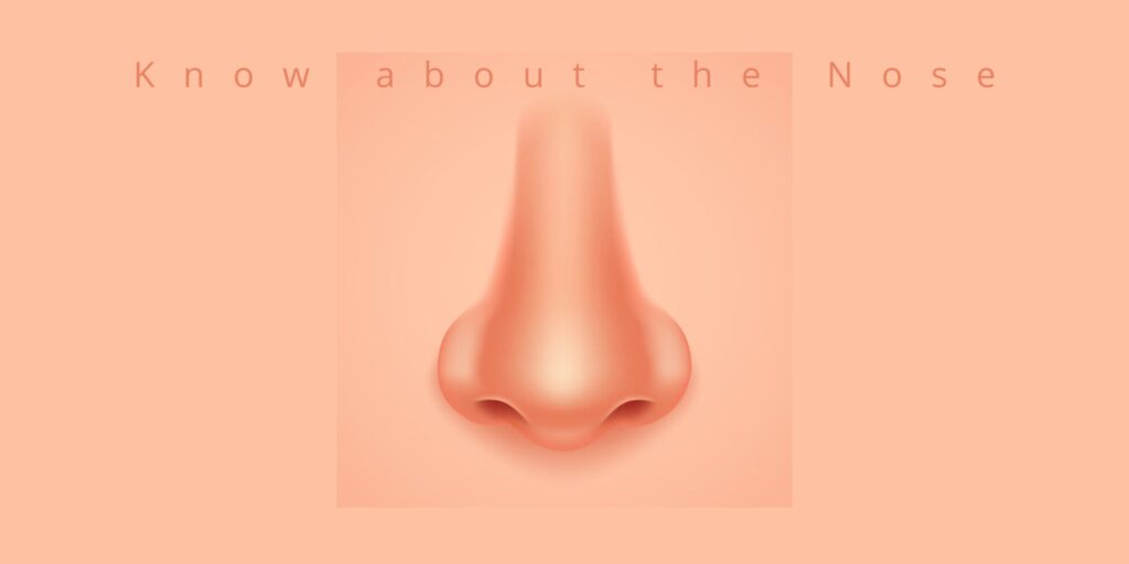 Know about the Nose!+the functions of the nose