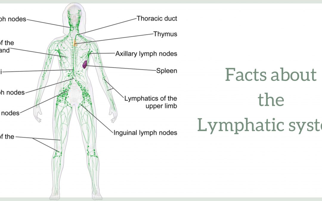 Facts about the Lymphatic system!