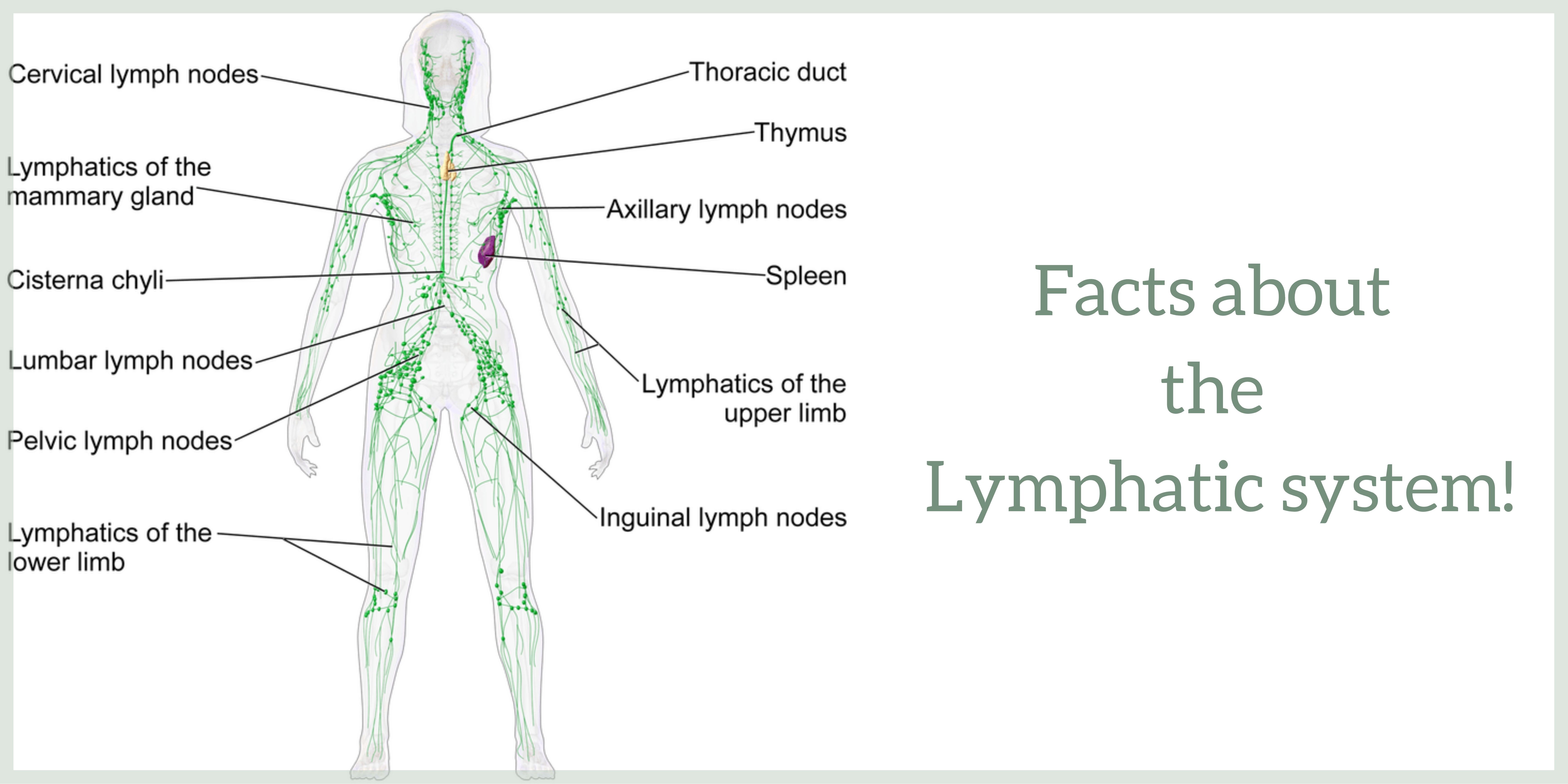 Facts about the Lymphatic system!+the functions of the lymphatic system