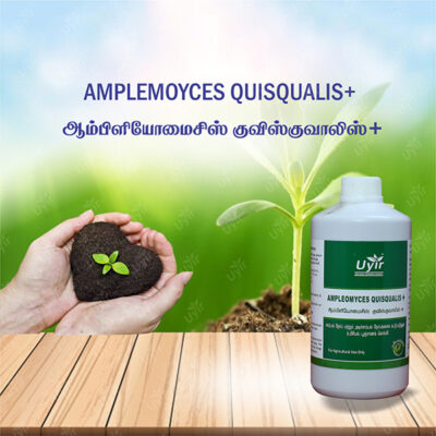 Ampleomyces quisqualis 1 Ltr / ஆம்ப்ளியோமைசிஸ் குஸ்குவாலிஸ்