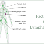 Facts about the Lymphatic system!+functions of the lymphatic system