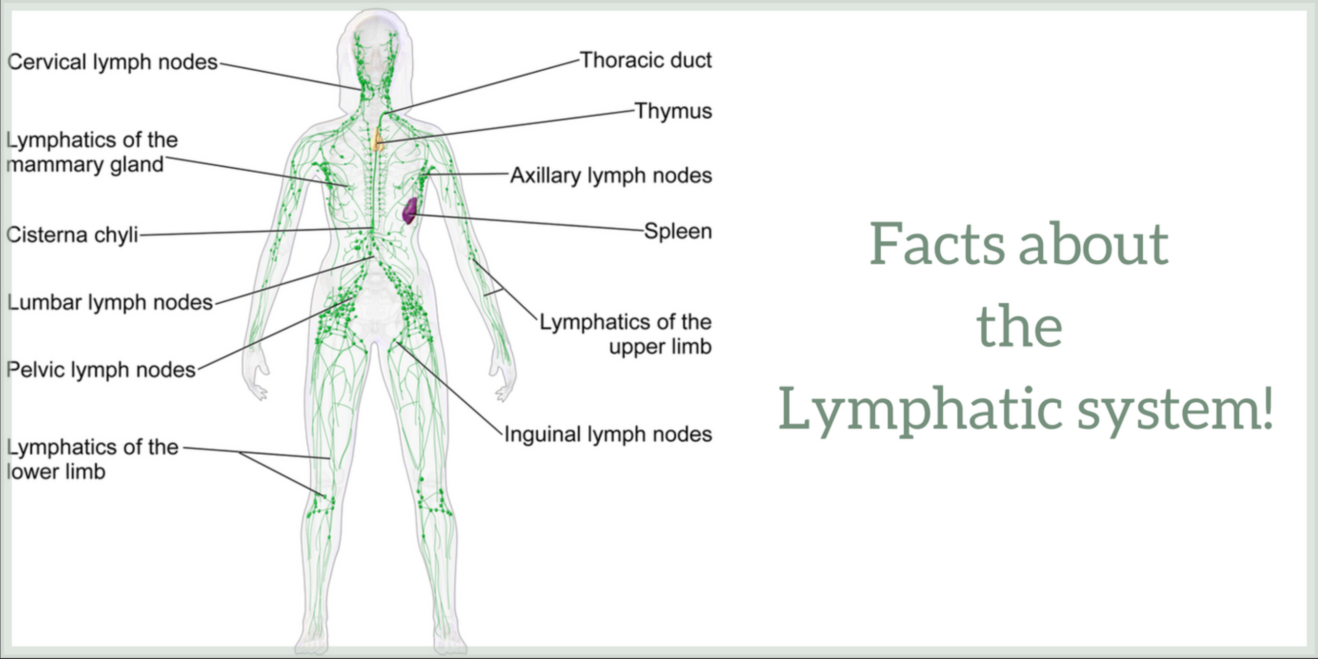 Facts about the Lymphatic system!