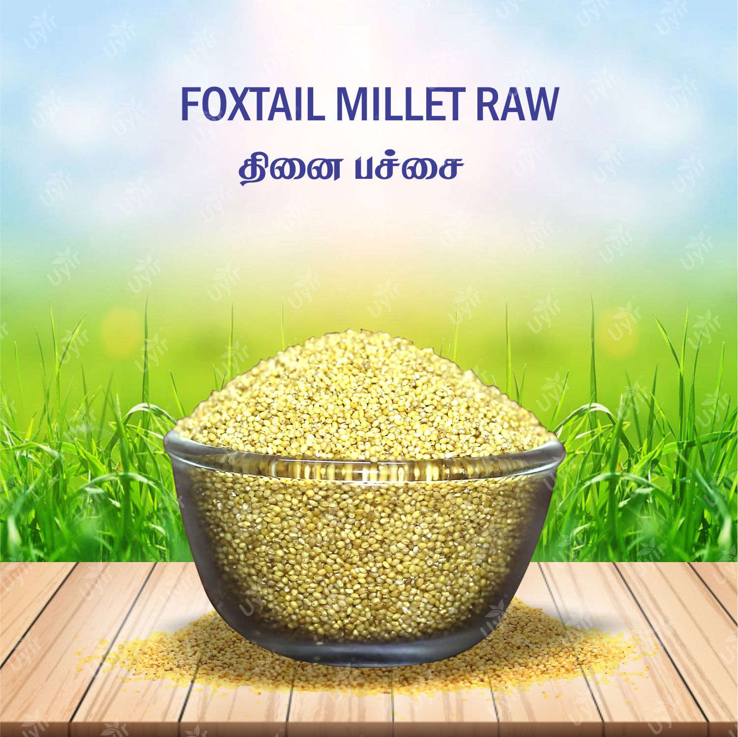 தினை (Thinai / Foxtail millet)
