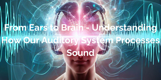 From Ears to Brain - Understanding How Our Auditory System Processes Sound+Auditory system process