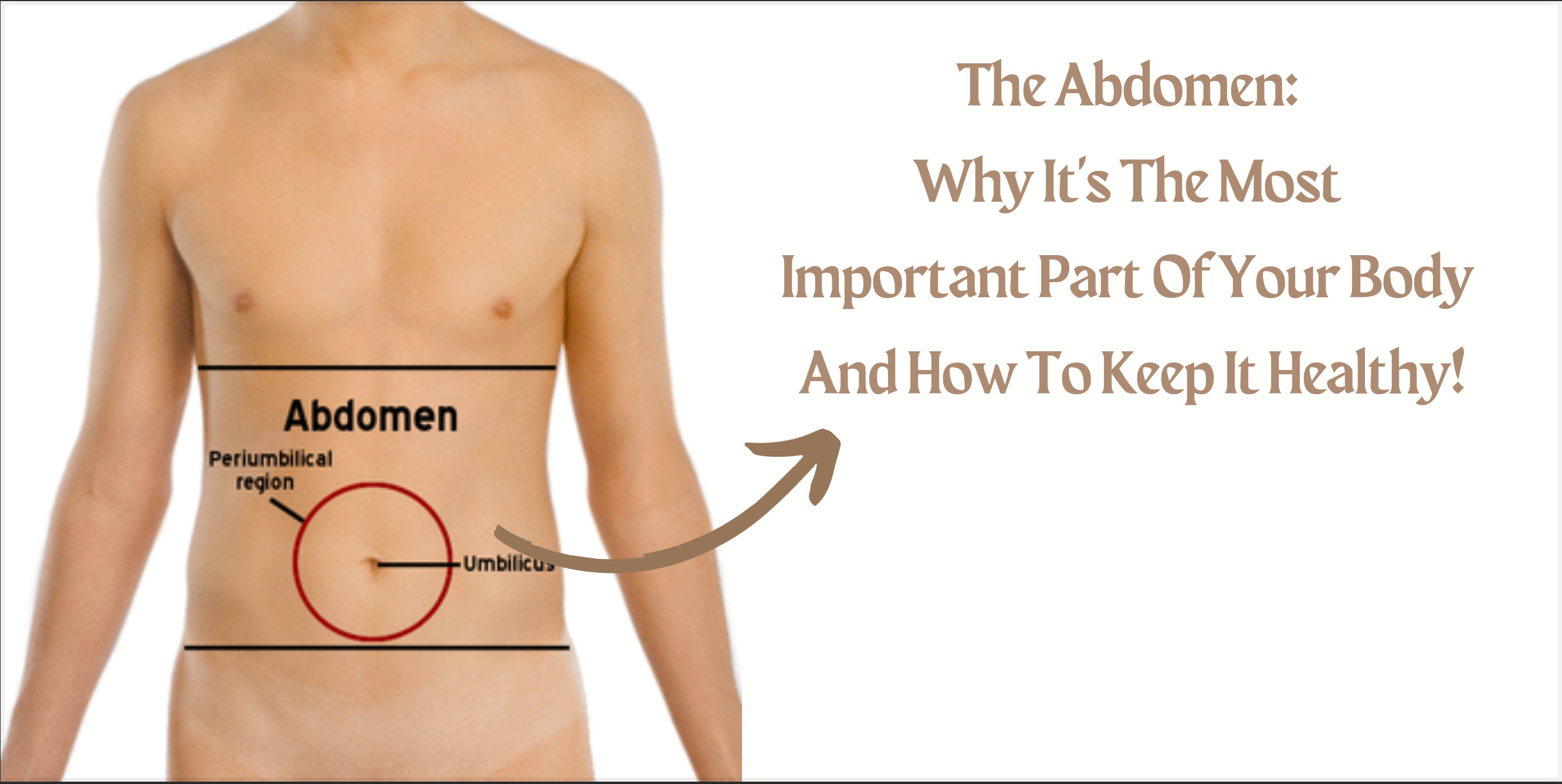 The Abdomen: Why It’s The Most Important Part Of Your Body And How To Keep It Healthy