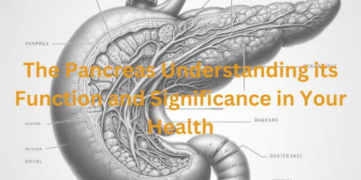 The Pancreas Understanding its Function and Significance in Your Health