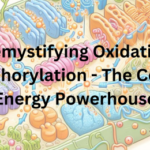 Demystifying Oxidative Phosphorylation - The Cellular Energy Powerhouse+Cellular respiration