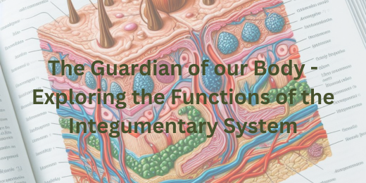 The Guardian of our Body – Exploring the Functions of the Integumentary System