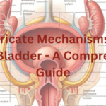 The Intricate Mechanisms of the Human Bladder - A Comprehensive Guide+Role of the Human Bladder