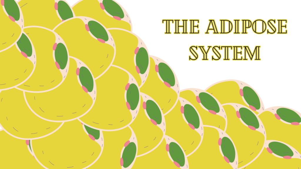 The Adipose System - Understanding Fat Storage and Its Impact on Health