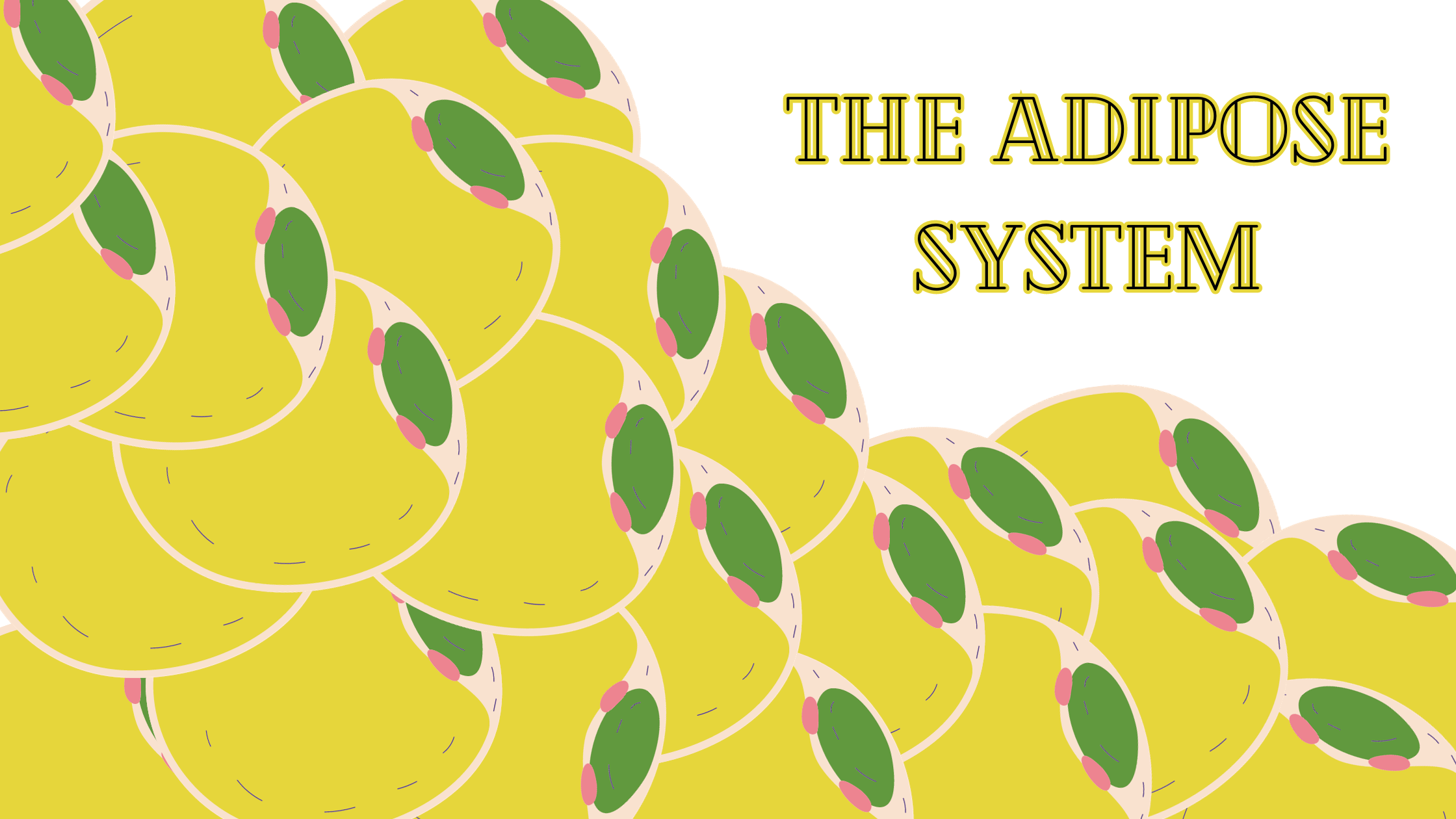 The Adipose System – Understanding Fat Storage and Its Impact on Health