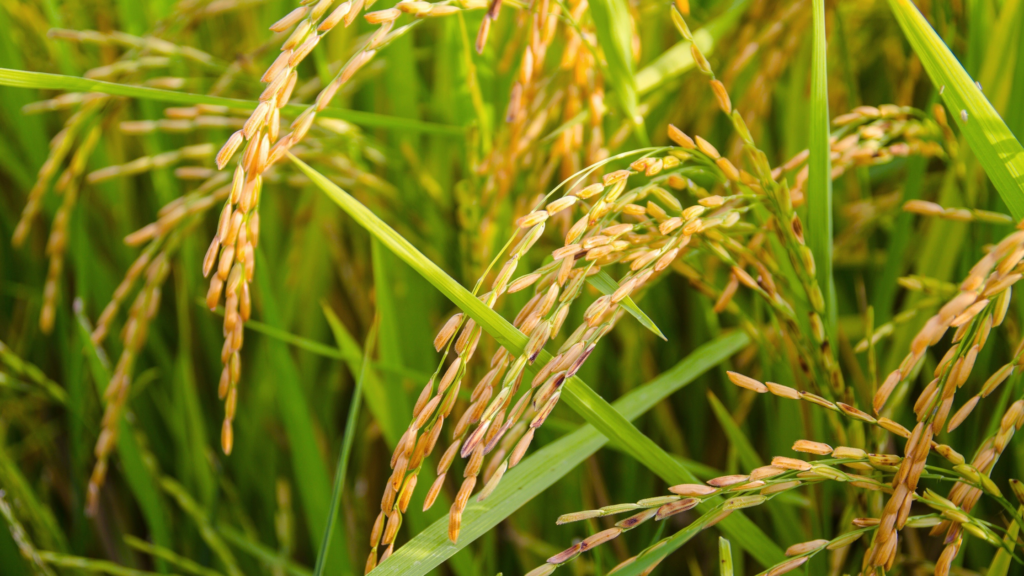 benefits of Kandasala Rice