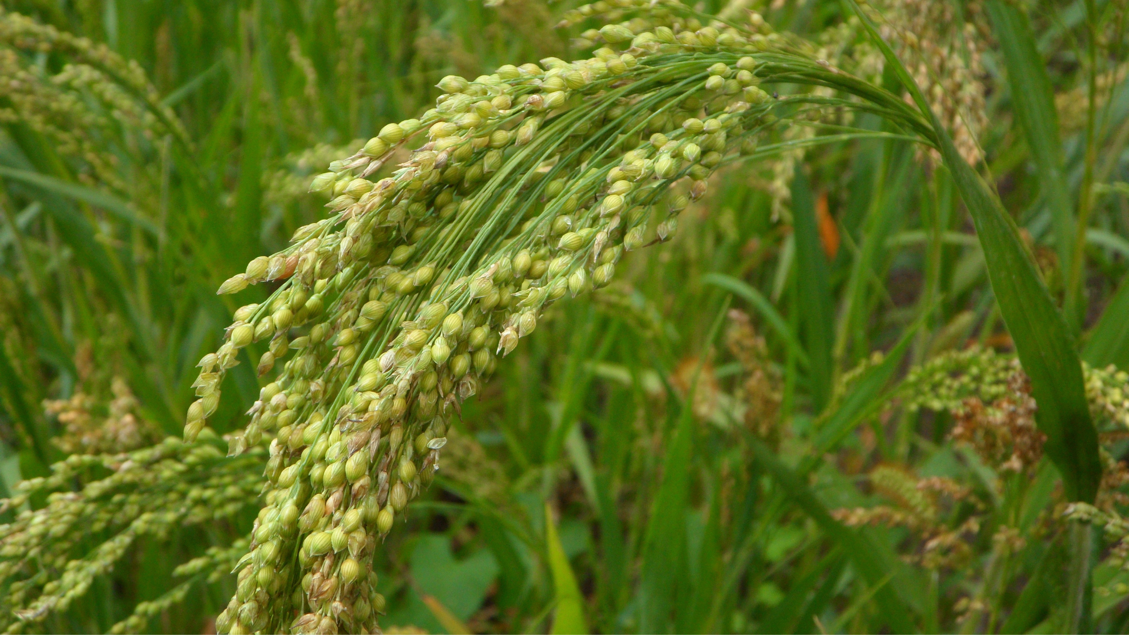 Tiny Seed, Big Impact – How Proso Millet Can Turbocharge Your Body and Thrive on Your Plate