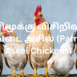 கிளிமூக்கு விசிறிவால் பெறுவடை அசில் (Parrot Beak Aseel Chickens)