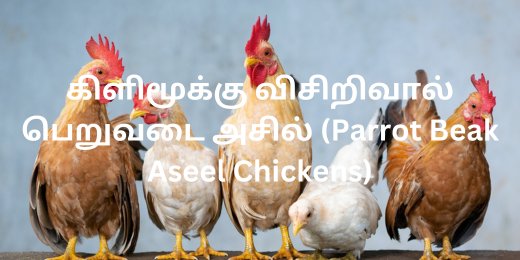 கிளிமூக்கு விசிறிவால் பெறுவடை அசில் (Parrot Beak Aseel Chickens)