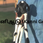 கன்னி ஆடு (Kanni Goats)