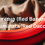 செவ்வாழை (Red Banana - Musa acuminata 'Red Dacca')