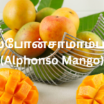 அல்போன்சா மாம்பழம் (Alphonso Mango)