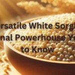 The Versatile White Sorghum A Nutritional Powerhouse You Need to Know+White Sorghum health benefits